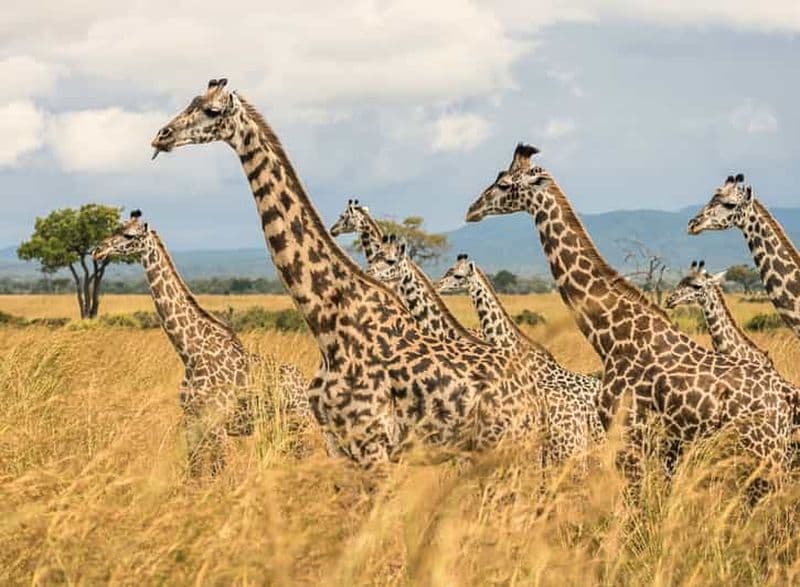 Billet Depuis Zanzibar : safari à Mikumi en avion bimoteur + déjeuner