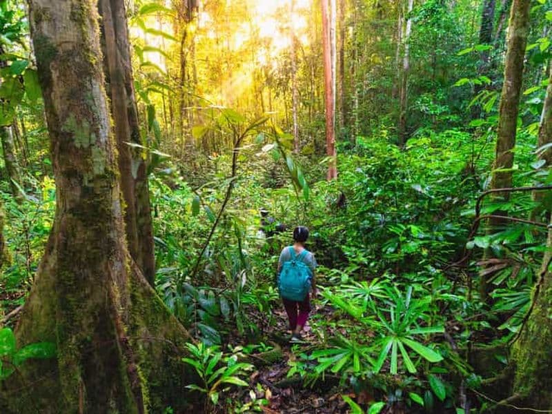 Sumatra : Excursion unique d'une demi-journée à la découverte des orangs-outans et du rafting