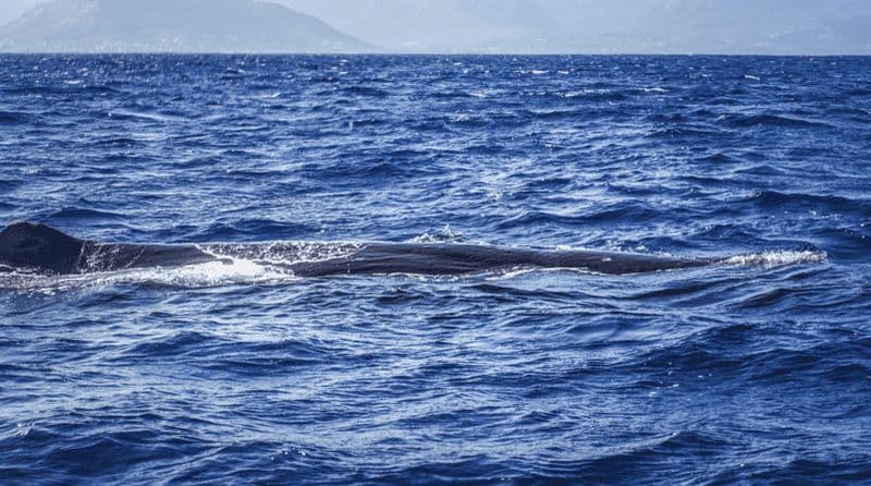 Observation des dauphins et des baleines