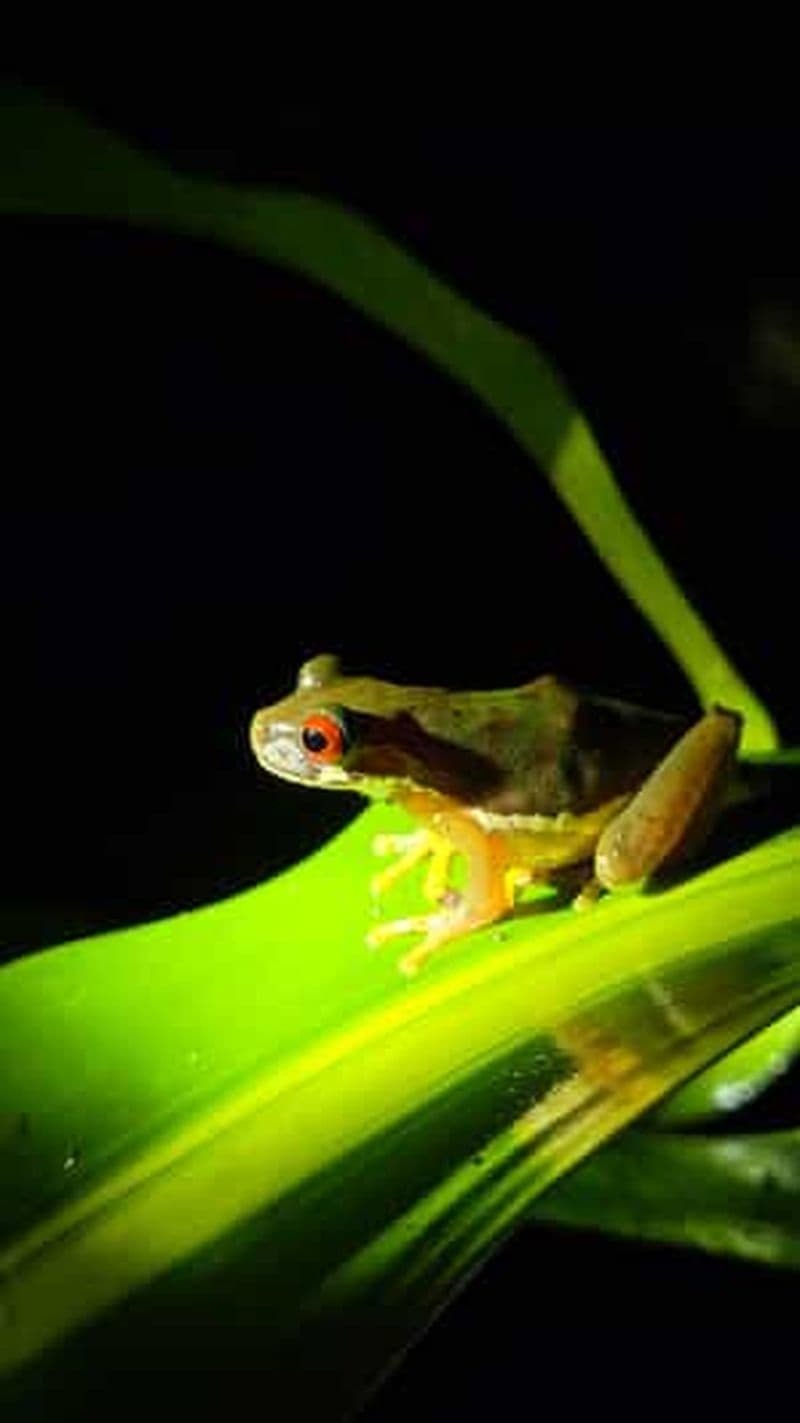 Billet Monteverde : Visite nocturne de la forêt tropicale