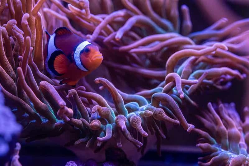 Billet Billet d'entrée au New York Aquarium