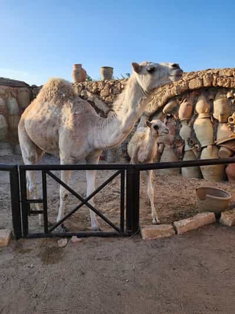 Billet Djerba Sud en Scooter : Poteries de Guellala et Coucher de Soleil Magique