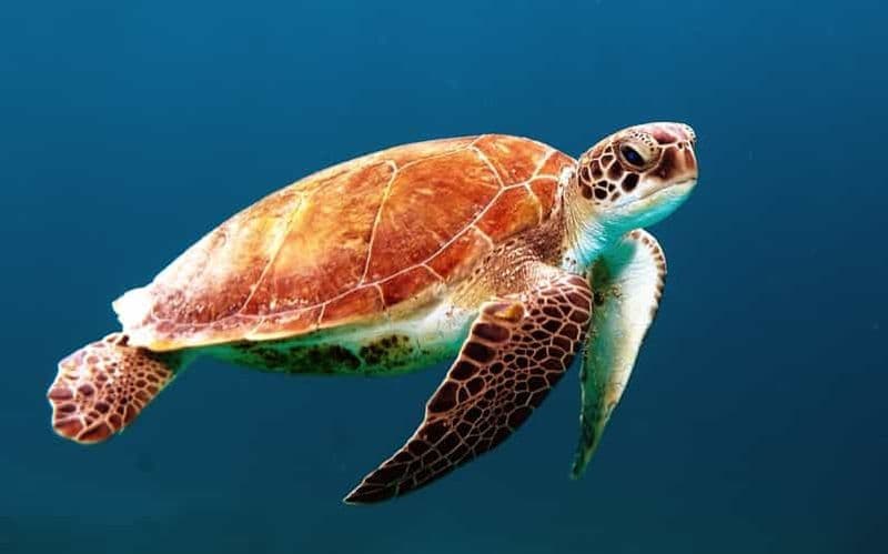 Bohol : Circuit dans les îles pour l'observation des dauphins et des tortues de mer