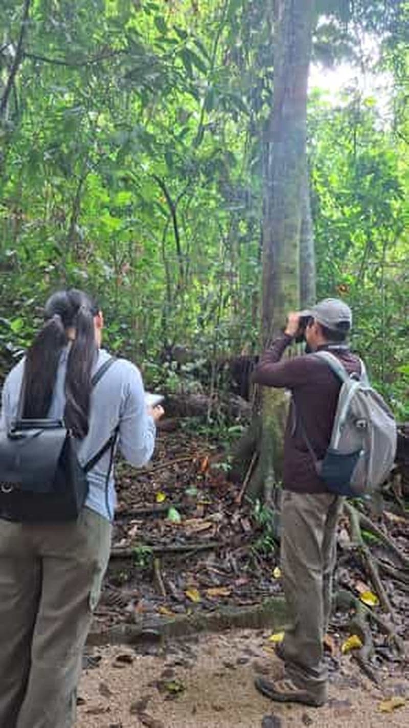Visite guidée à pied dans la jungle de Palenque (Parc national de Palenque)