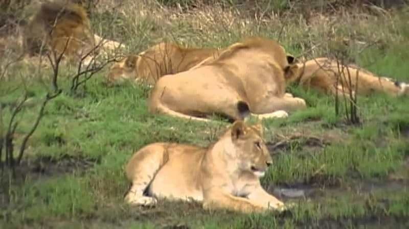 Billet Safari au parc national de Nairobi – Aventure aux abords de la ville