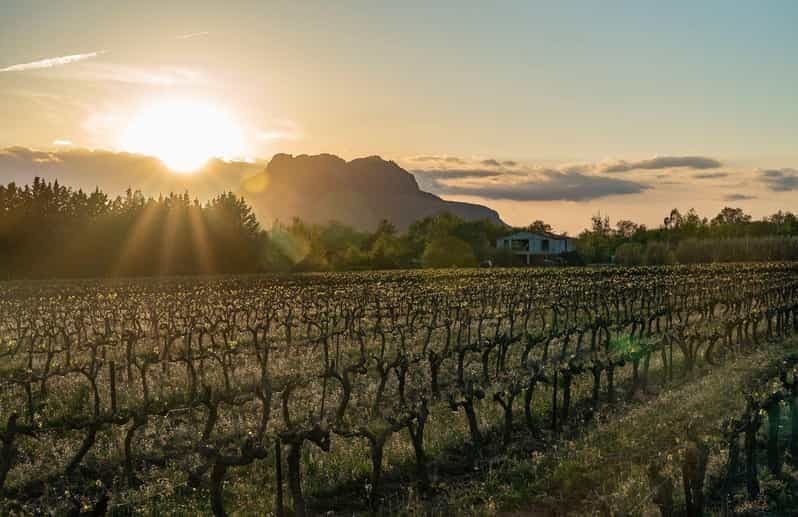 Fréjus: Visite guidée Cave et dégustation de vins