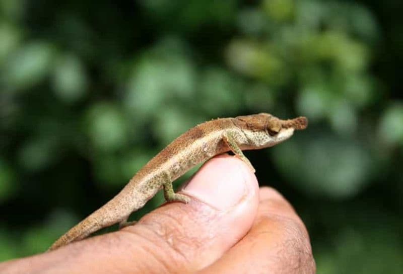 Billet Antsiranana : Visite d'une journée à la Montagne d'Ambre