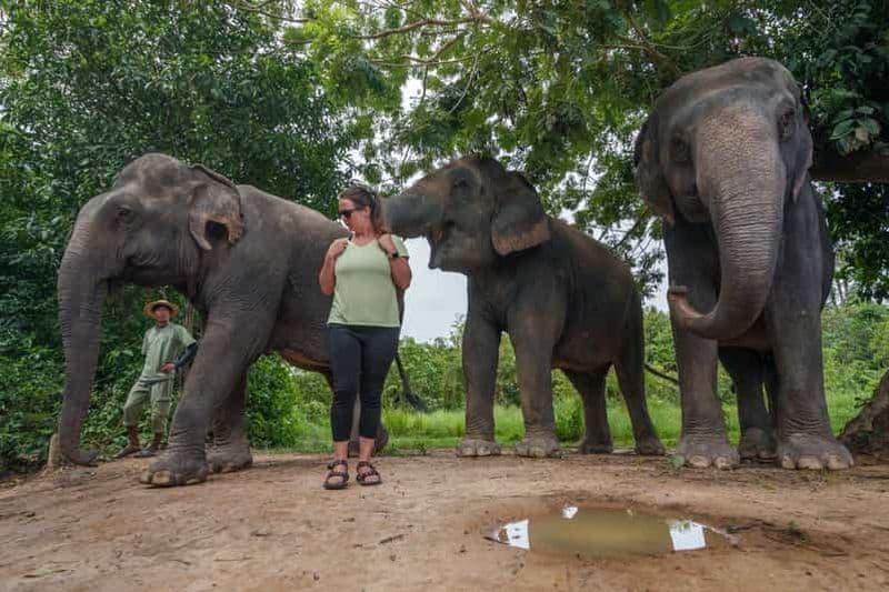 Billet Parc de Phnom Kulen : Visite de la forêt d'éléphants depuis Siem Reap
