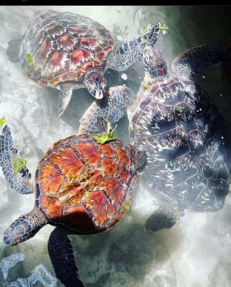 Billet Nager avec des tortues à l'aquarium naturel