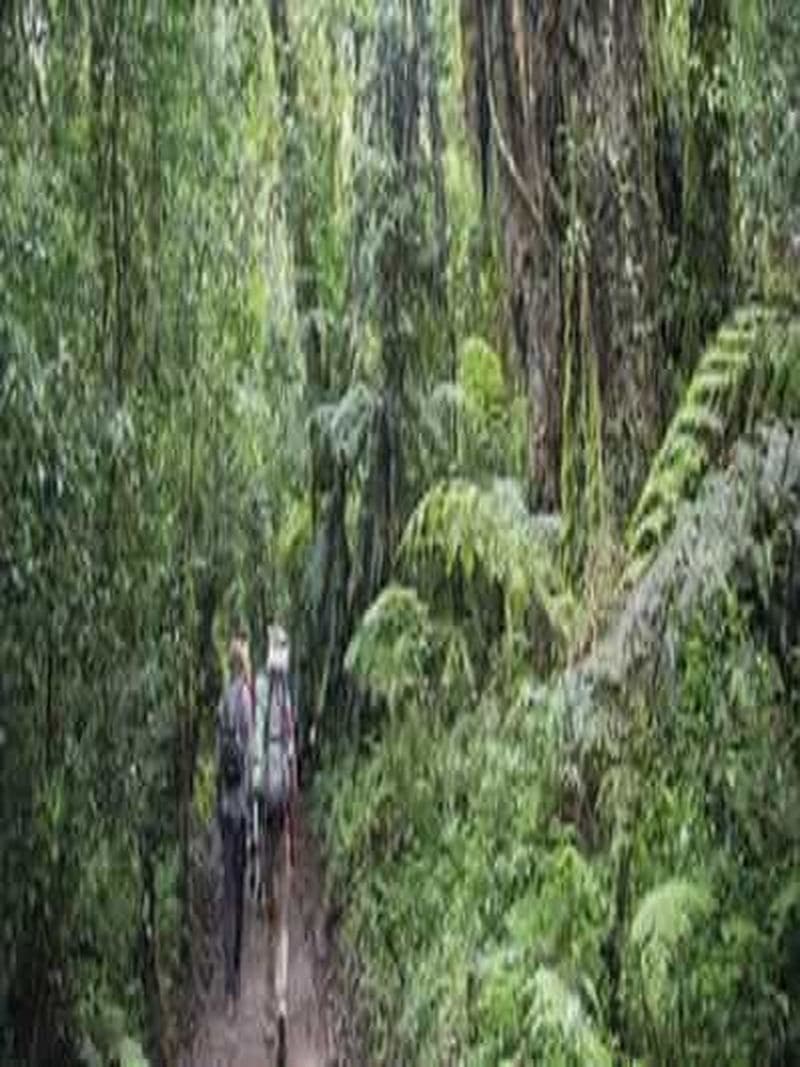 Billet Depuis Arusha/Moshi : Meilleure randonnée d'une journée au Kilimandjaro, itinéraire Machame