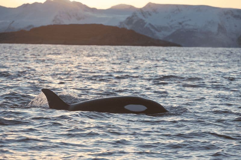 Billet Tromsø : croisière responsable d'observation de baleines à bord du MS Alba