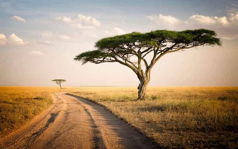 Billet Parc national du Serengeti : safari de 2 jours avec hébergement