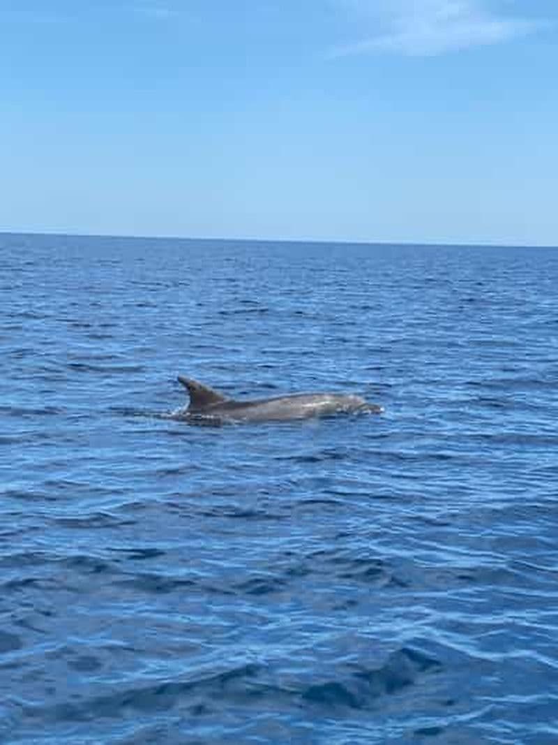 Olbia : excursion en bateau pour observer les dauphins et plongée en apnée