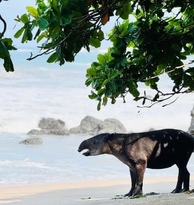 Billet Depuis Uvita : excursion en bateau au parc national de Corcovado