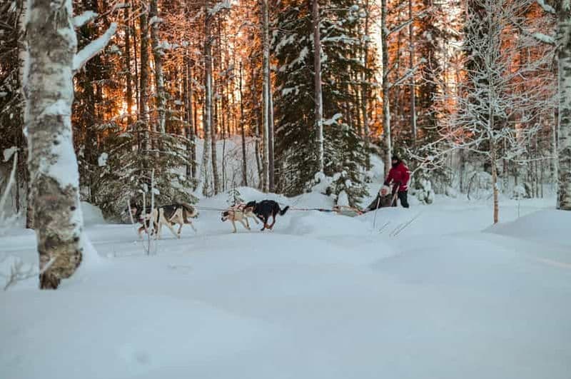 Billet Depuis Rovaniemi : Safari de huskys et pêche au saumon sur glace