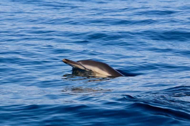Sesimbra : Observation des dauphins avec un biologiste marin