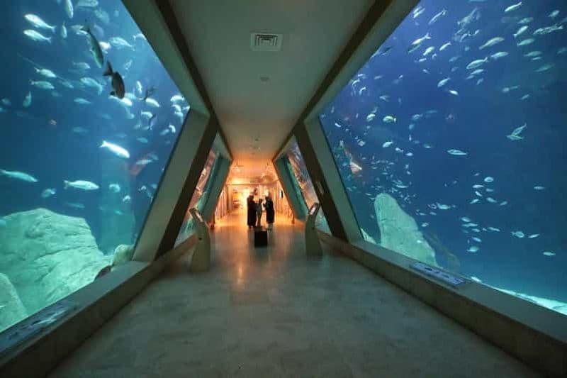 Billet Istanbul : billet pour l'aquarium et navette aller-retour depuis Taksim