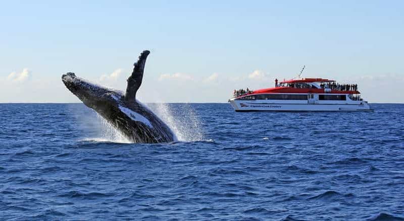 Billet Sydney : croisière d'observation de baleines et de la faune