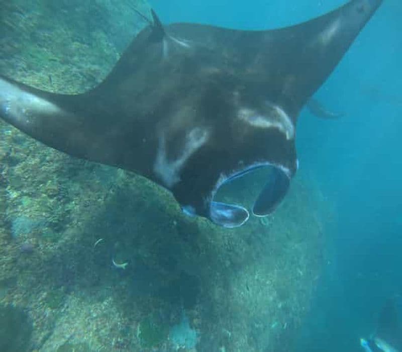 Billet Au départ de Bali : plongée avec tuba et visite de l'île de Nusa Penida avec déjeuner