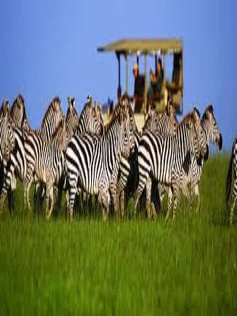 Billet Safari parfait de 2 jours en Tanzanie : Tarangire et Ngorongoro