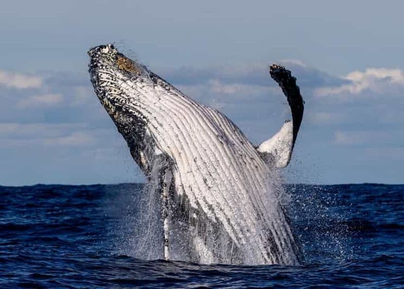 Sydney : croisière panoramique d'observation des baleines - baleines garanties