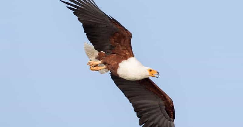 Éthiopie : 10 jours d'observation des oiseaux au départ d'Addis-Abeba