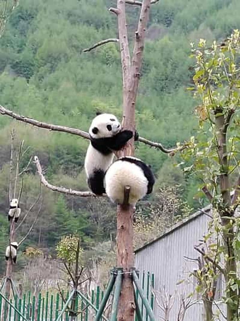 Billet Chengdu : Excursion d'une journée au panda géant et au bouddha de Leshan
