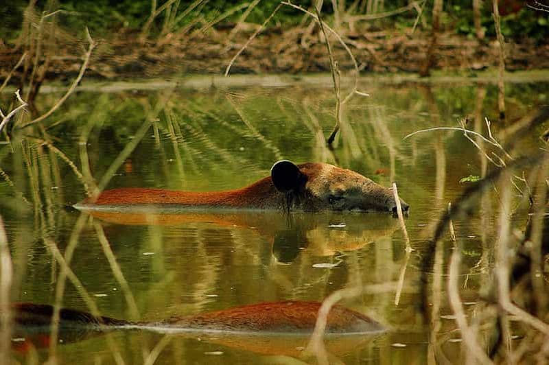 Billet Points forts de Calakmul | Frise+Caverne de Bat+Jungle+Ruins
