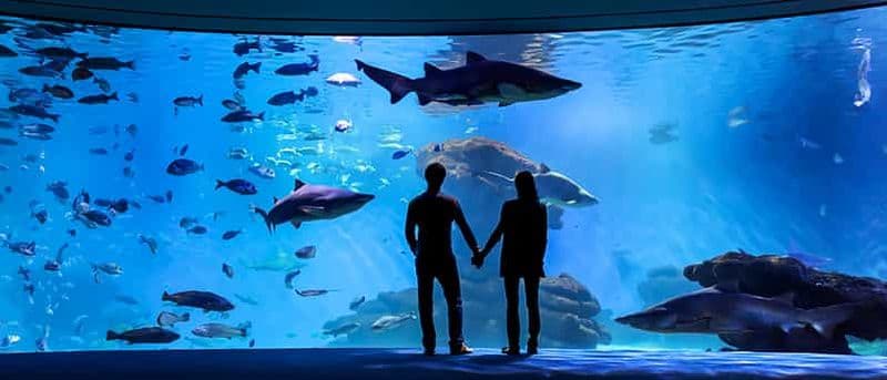 Majorque : billet d'entrée pour l'aquarium de Palma avec option cinéma 3D