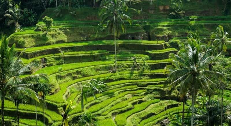 Billet Bali : Visite des temples de Penelokan, Tegalalang et Gunung Kawi