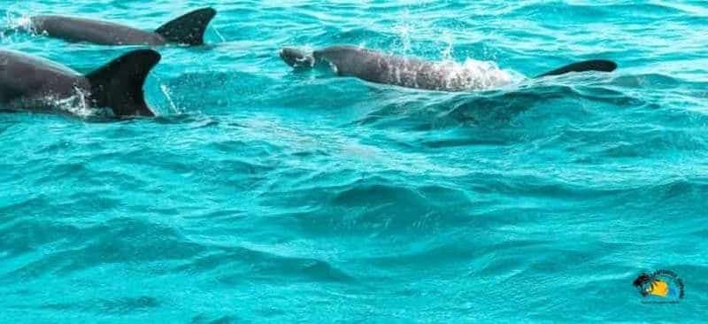 Billet Au départ de Nungwi/Kendwa : excursion « Étoiles de mer et dauphins de l'atoll de Mnemba ».