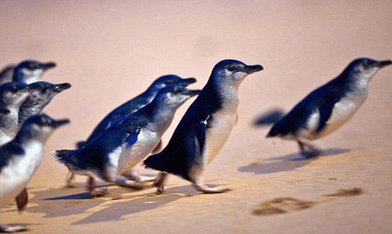 Depuis Melbourne : Circuit écologique de la parade des pingouins de Phillip Island