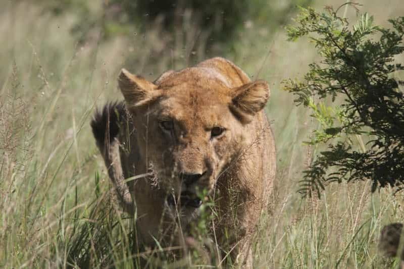 Billet Safari d'une journée dans le parc national Kruger