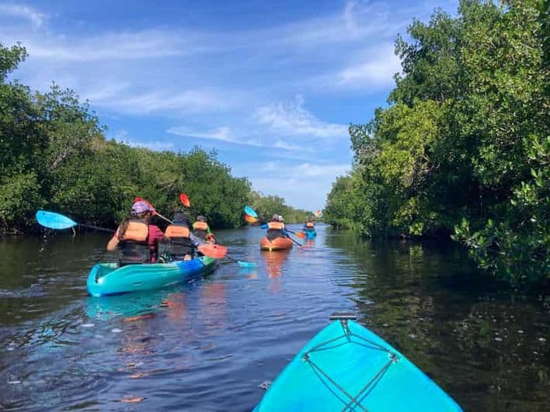 Miami : excursion en kayak et randonnée dans les Everglades