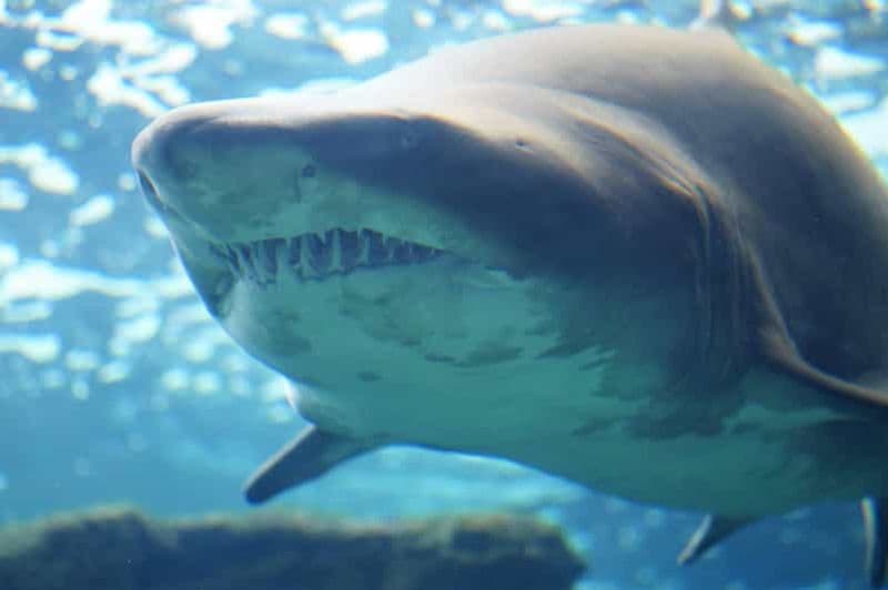 Visite de la ville d'Héraklion - du marché et du crétaquarium au départ d'Héraklion