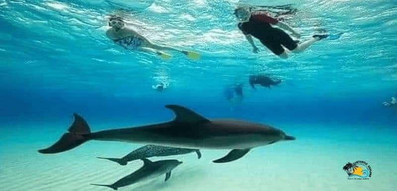 Billet Au départ de Nungwi : observation des dauphins et plongée avec tuba sur l'île de Mnemba