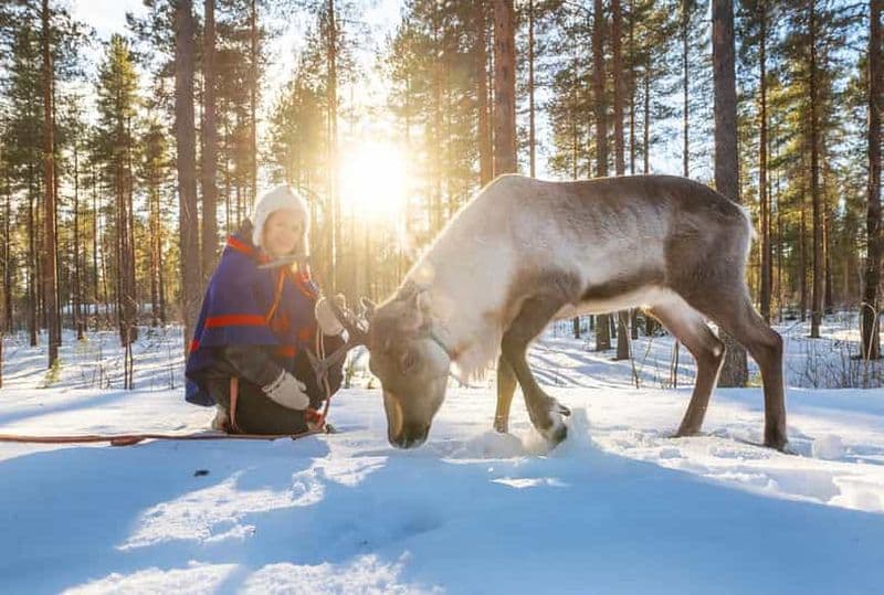 Billet Luleå : Expérience de rencontre avec des rennes