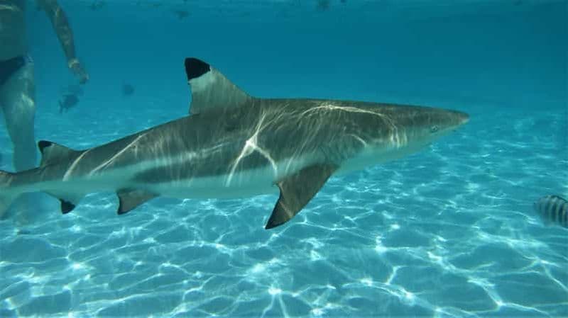 Billet Moorea: Excursion en Kayak Transparent Pendant une Journée