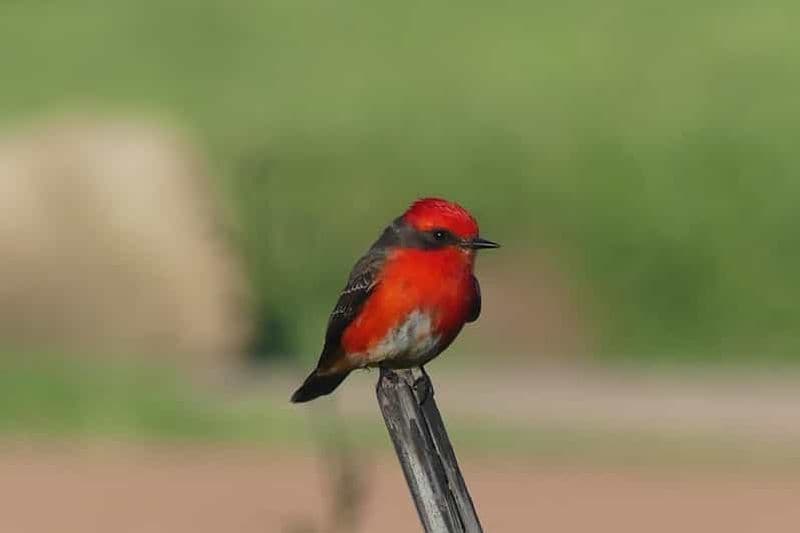 Excursion d'observation des oiseaux dans les zones humides d'Uruguay