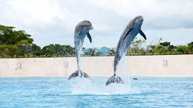 Billet Punta Cana : Nager avec les dauphins.