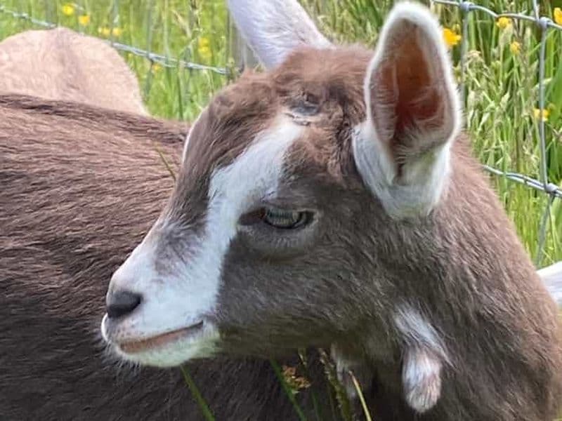 Billet Loch Katrine : dégustation de glaces à la chèvre et visite d'une ferme en vélo électrique