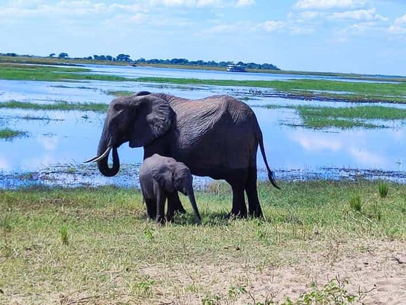 Billet Journée complète dans le parc national de Chobe avec prise en charge à l'aéroport