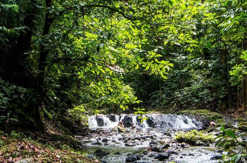 Billet Parc national du Corcovado : Excursion d'une journée à la gare de San Pedrillo