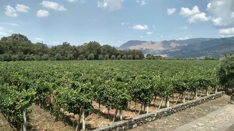 Etna : Dégustation de vin et visite culinaire