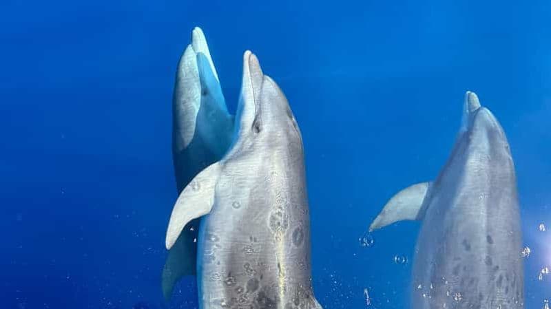 Billet Kamiros Skala : expérience de la vie marine et île d'Alimia