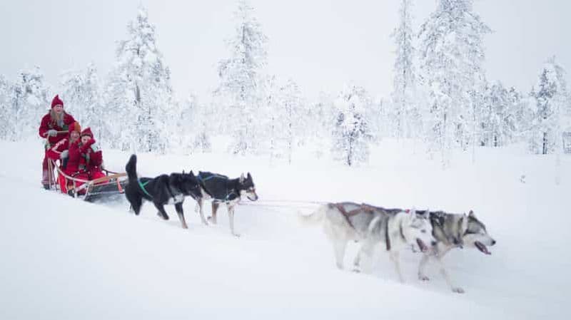 Billet Rovaniemi : rencontrez les chiens huskies les plus fidèles du Père Noël