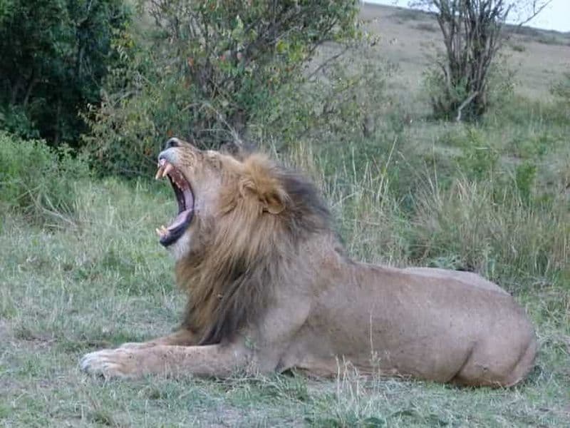 Billet Visite du parc national de Nairobi avec guide (journée ou demi-journée)