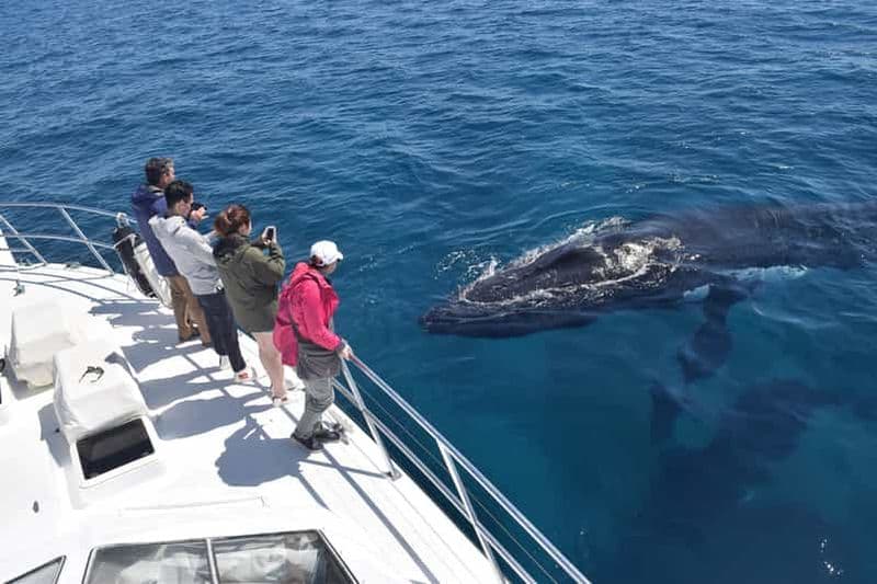 Croisière observation des baleines au départ de Busselton, Augusta ou Dunsborough