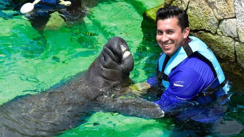 Billet Cancún : Nagez avec les lamantins à Isla Mujeres, avec déjeuner buffet