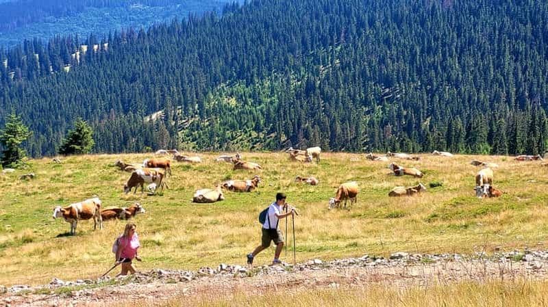 Depuis Cluj-Napoca : Randonnée d'une journée au pic Vlădeasa